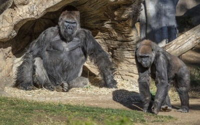 "美 동물원서 고릴라 '코로나19' 확진"…첫 감염 사례에 '비상'