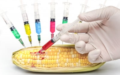 中, 돼지사료 수요 급증에 GMO 옥수수도 수입