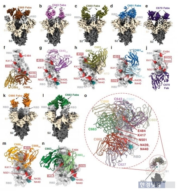 스파이크 단백질과 RBD 3차원 구조