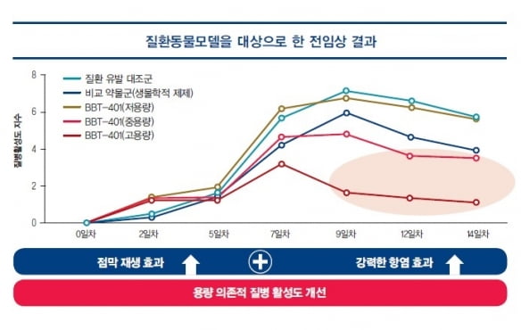 질환을 유발한 동물모델(파란선)과 BBT-401(붉은선)을 용량별로 투여한 결과를 보면, 고용량 투여 시 질병의 활성이 눈에 띄게 낮은 걸 확인할 수 있다. 덱스트란 설페이트 소듐(DSS)에 의해 유도된 대장염 동물모델에서 BBT-401과 5-ASA 약물(설파살라진)을 양성 대조군으로 한 동물 효력 실험 결과 중 일부다.