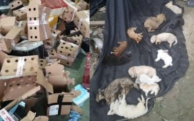  중국서 반려동물 택배포장 판매…수천마리 '상자 속 떼죽음' [글로벌+] 