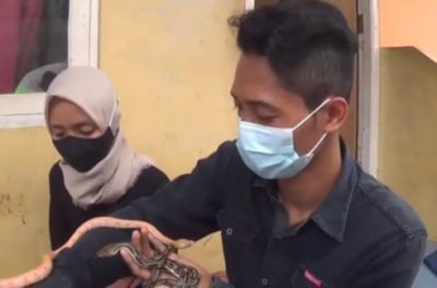 지참금이 비단뱀?…파충류를 사랑한 인도네시아 커플의 결혼식