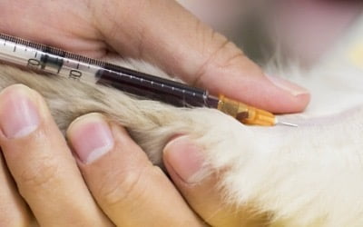 케어젠, 노터스와 동물 전문의약품 개발 업무협약 체결