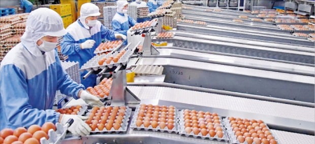 경기 포천의 가농바이오 스마트 농장에서 직원들이 계란을 검수하고 있다. 국내 최대 최첨단 산란계 농장인 이곳에선 하루 약 96만 개의 계란을 생산하고 있다.  김영우 기자 youngwoo@hankyung.com 