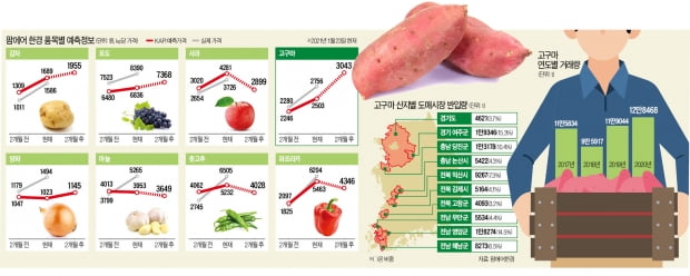 "방울토마토값 두달 뒤 67% 오른다…배추·마늘 지금 사면 손해"