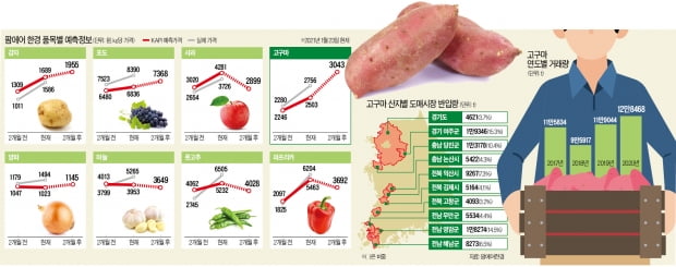 "방울토마토값 두달 뒤 67% 오른다…배추·마늘 지금 사면 손해"