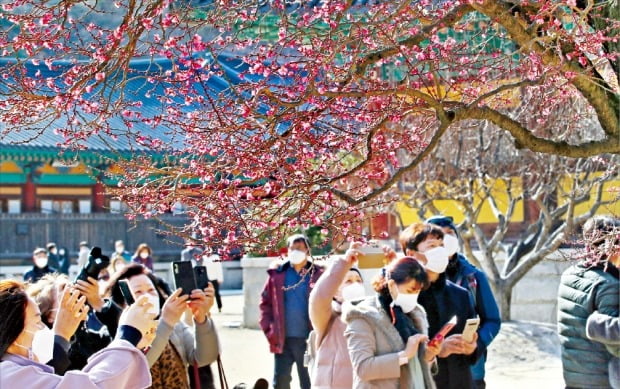 [포토] 입춘 앞두고 꽃망울 터뜨린 홍매화 