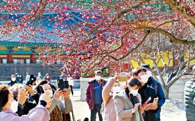  입춘 앞두고 꽃망울 터뜨린 홍매화