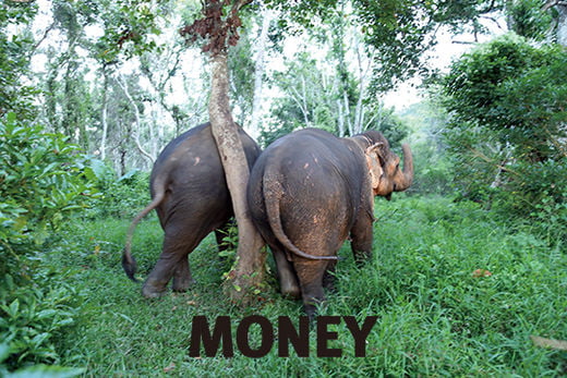 코끼리와 교감하는 치앙라이 ‘정글 산책’