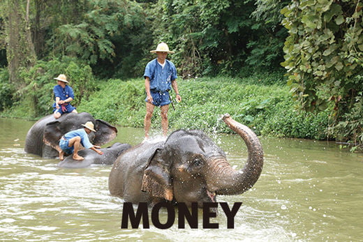 코끼리와 교감하는 치앙라이 ‘정글 산책’