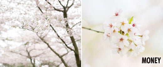 [SPECIAL]봄의 대명사 벚꽃의 향연