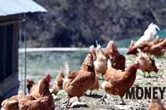 보나팜의 닭들은 암수가 정답게 뛰어 놀고 음악을 들으며 자라난다. 그래서인지 양계 농장 특유의 냄새가 없다.