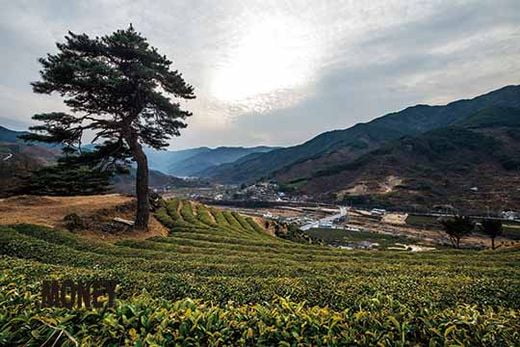 제주나 보성의 녹차밭과 비교할 때 하동 전통 차밭은 산속에 몽실몽실 피어 있는 형태를 가진다.