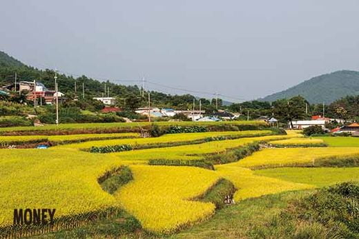 평지에 보이는 논은 구들장논은 아니다. 구들장논은 산곳 곳곳에 조성돼 있는데, 8부 능선에까지 그 흔적이 남아 있다.