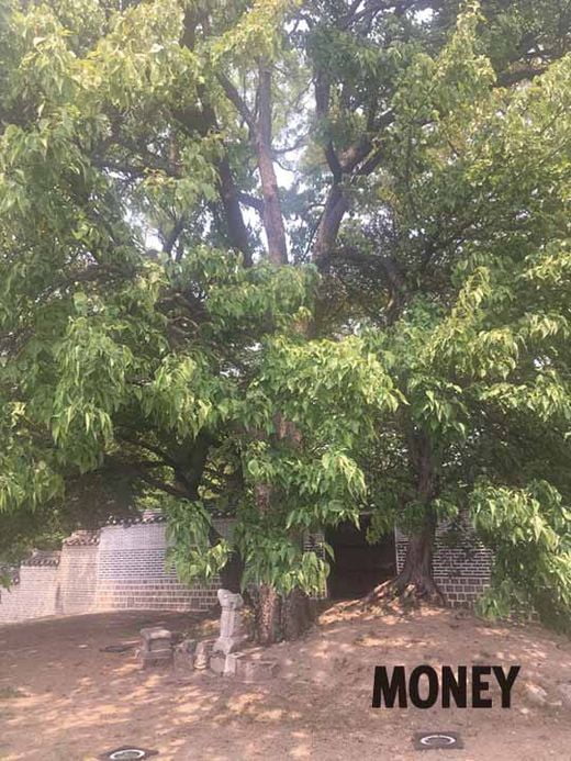 조선 궁궐 미학의 정수, 후원으로 보는 창덕궁의 멋