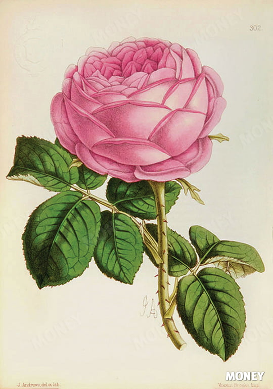 제임스 앤드루스, ‘장미’, 1860년, ‘플로럴 매거진’ 중에서