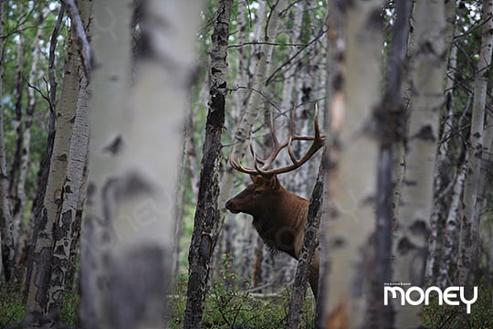 캐나디안 로키의 숲에서 쉽게 마주칠 수 있는 뿔사슴.