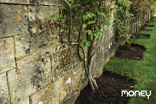 덩굴식물은 벽이나 아치 등의 지지대를 이용해 묶어 키우는 것이 일반적이다.