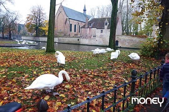 브뤼헤 베긴회 성당을 감싸안고 있는 ‘사랑의 호수’. 이곳에는 늘 백조들이 노닐고 있다.