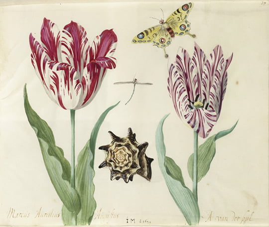 야콥 마렐, ‘튤립 화집’ 중 ‘두 송이 튤립과 나비와 조개껍질’, 1637~1639년