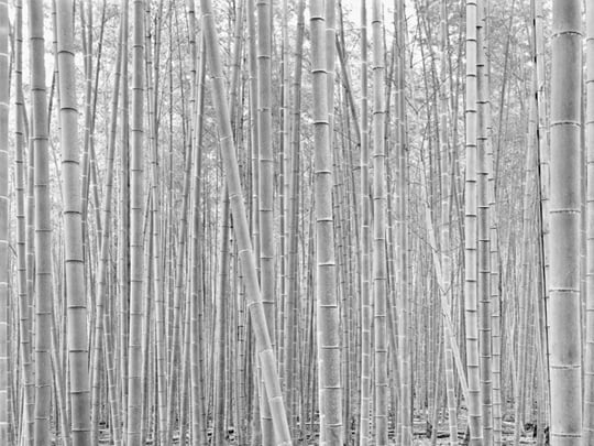 ‘Listening to the bamboo’, 2008년, 135x172cm, gelatin silver print