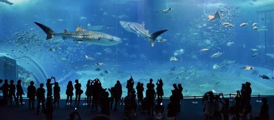 세계에서 둘째로 큰 츄라우미 수족관. 몸집 길이가 8m에 달하는 고래상어는 이곳의 명물이다.
