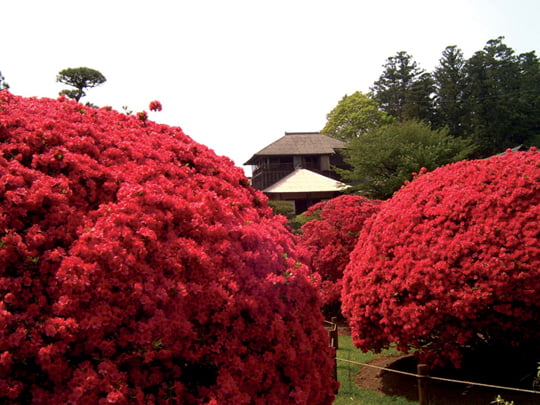 2. 만개한 진달래 꽃은 가이라쿠엔 공원의 경치를 더욱 아름답게 만든다.