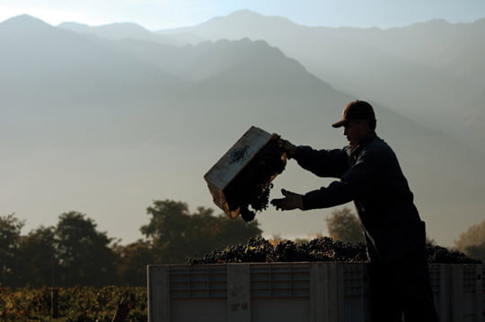 [Wine Story] 당신이 알지 못했던 ‘최고의 칠레 와인’ 쿠지노 마쿨