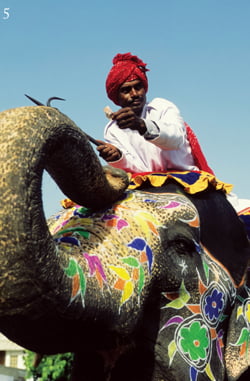 자이푸르에 위치한 암베르 성을 올라갈 때 코끼리를 탈 수 있다.