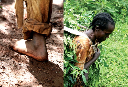 2. 야생 커피와 함께 공존하는 에티오피아 현지인의 삶도 야성이다. 3. 커피나무를 땔감으로 베어오는 현지 아낙네