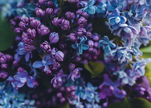 Buds and blossoming lilac flowers in close-up