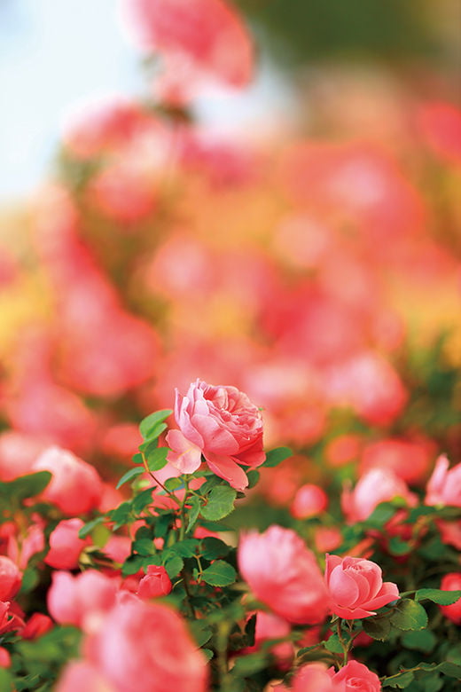 In the summer, rose is blooming, close-up