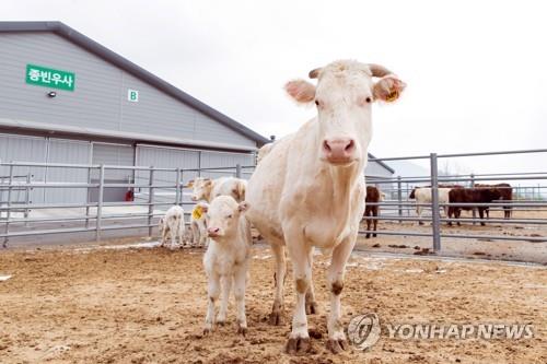 신축년 흰 소의 해 주인공 백우 "만나보 소~"