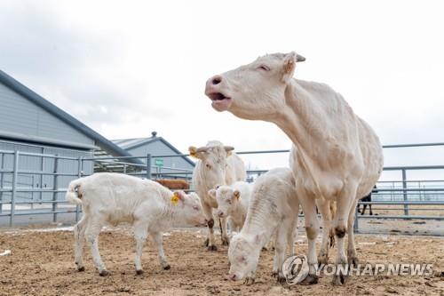 신축년 흰 소의 해 주인공 백우 "만나보 소~"