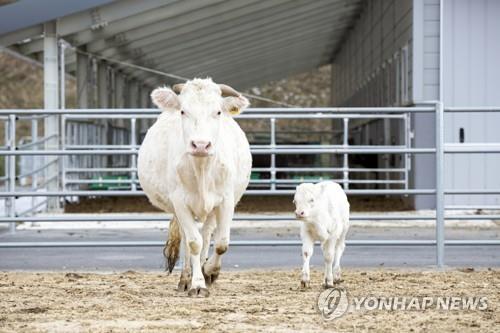 신축년 흰 소의 해 주인공 백우 "만나보 소~"