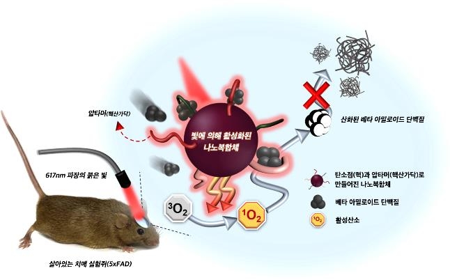 빛으로 치매 치료…아밀로이드 플라크 억제 물질 개발