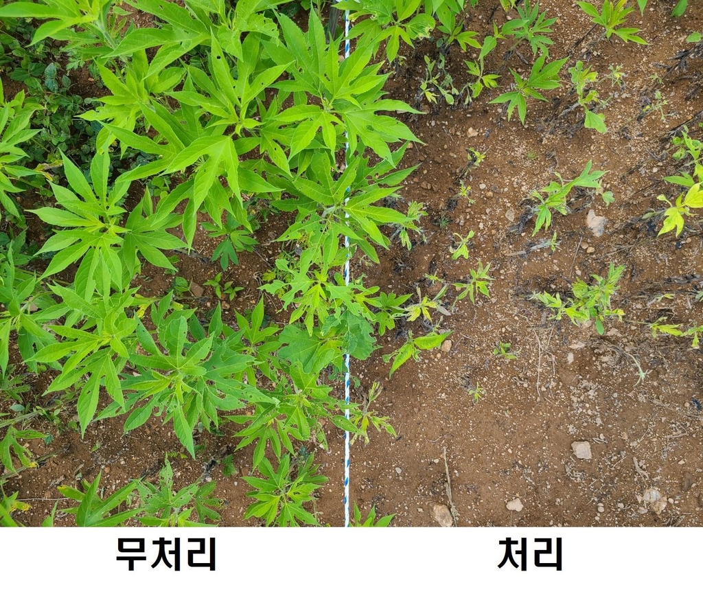 천연당 이용 외래식물 생육 제어…백두대간수목원 특허 출원