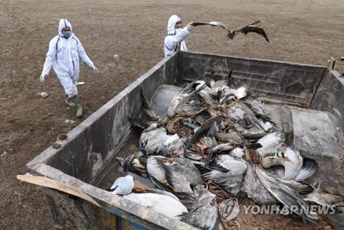 인도, 조류인플루엔자 확산에 비상…7개 주 방역조치