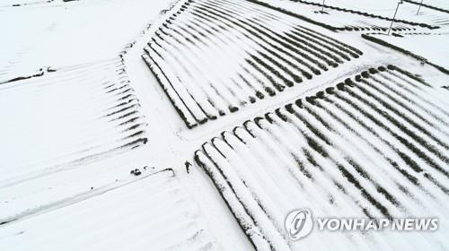 고창 대설주의보 속 전북 산발적 눈…한파특보 모두 해제