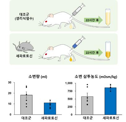 해수부 "낙지에서 배뇨질환 치료 물질 발견"…특허 등록