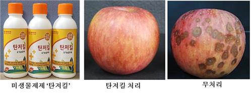 안동대 사과 탄저병 방제 미생물 개발…균주 유전체 규명