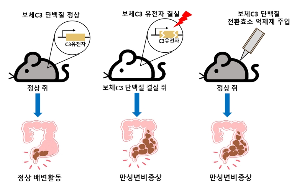 "보체C3 단백질 결핍이 변비 유발"…부산대·국립암센터 연구