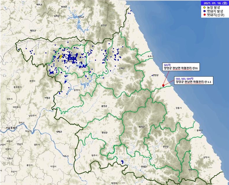 태백산맥 동쪽 양양서 또 ASF 감염 야생멧돼지 폐사체 발견