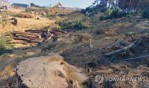 테니스장 짓기 위해 잘려 나간 강릉 소나무(종합)