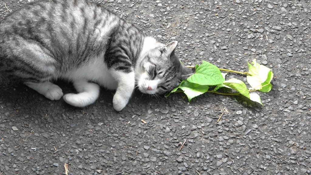 고양이가 캣닙·개다래나무 잎에 사족을 못 쓰는 이유는
