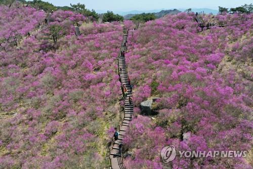 팔공산 구름다리 무산됐는데 비슬산 케이블카는