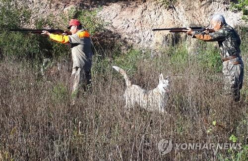 충북 턱밑까지 닥친 돼지열병…"야생 멧돼지 퇴치 비상"