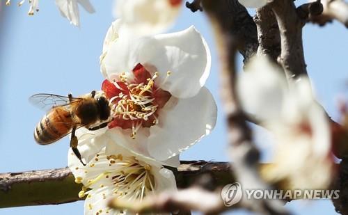 '인류존망 풍향계' 야생꿀벌 다양성 25년간 25% 줄었다