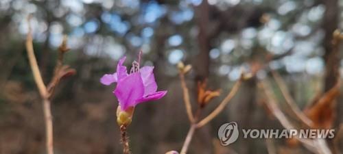 대구·경북 흐린 가운데 포근…낮 최고 13도