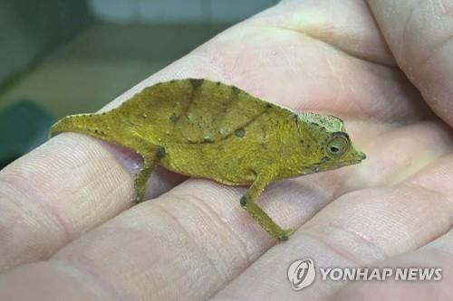 양말 속에 숨겨 들여온 카멜레온 74마리…유럽 공항서 딱 걸려